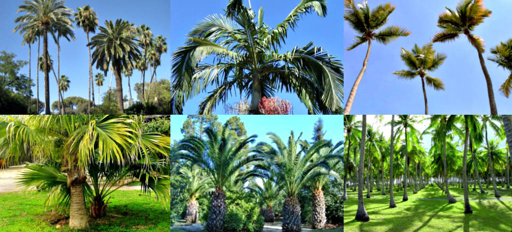 Resultado de imagem para palmáceas